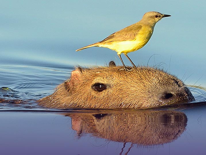 Purposeful Partnerships - Bird on Hippo's nose showing a partnership