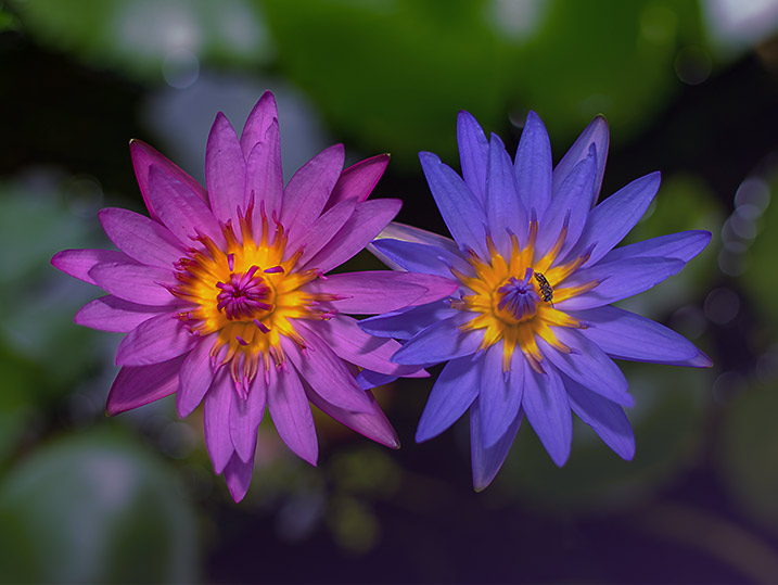 Google's Close Variants - Two Similar Flowers side by side