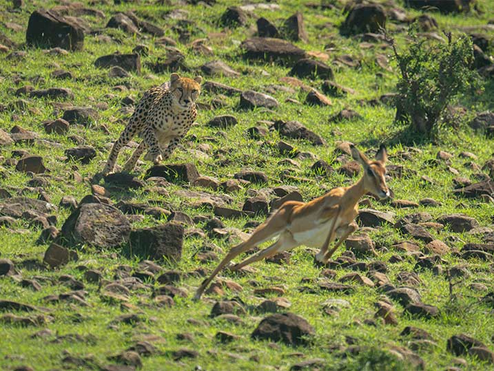 Cheetah chasing an antelope across a rocky grassland, capturing the fast-paced moment of a wildlife predator pursuing its prey in a natural savanna landscape.