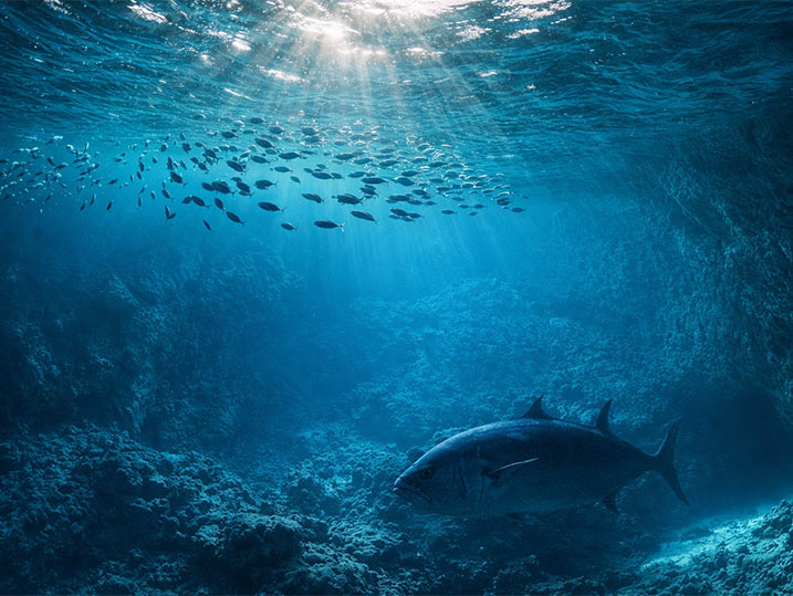 Underwater ocean scene with a large fish swimming near coral reefs and sunlight filtering through the water.