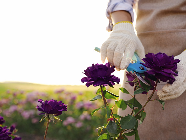 Person wearing gardening gloves trimming deep purple roses with pruning shears in a sunlit garden field.