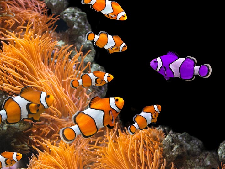 Three orange and one purple clown fish circle an anemone as a metaphor for adapting to social media marketing trends.