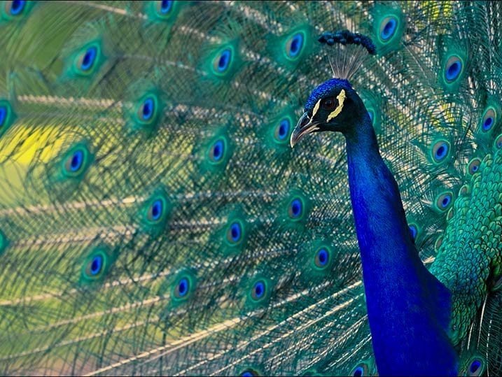 Peacock with vibrant blue and green feathers displaying tail.